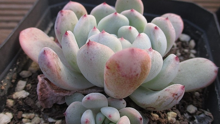 Echeveria Viyant 10 Pieces Seeds