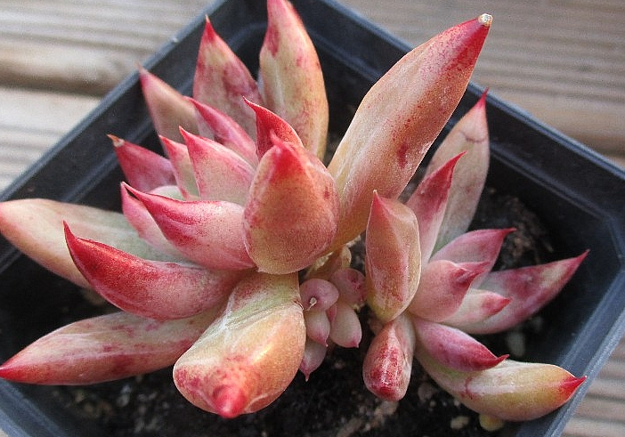 Echeveria Psyche 10 Pieces Seeds