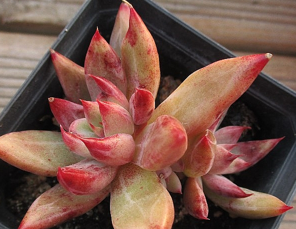 Echeveria Psyche 10 Pieces Seeds