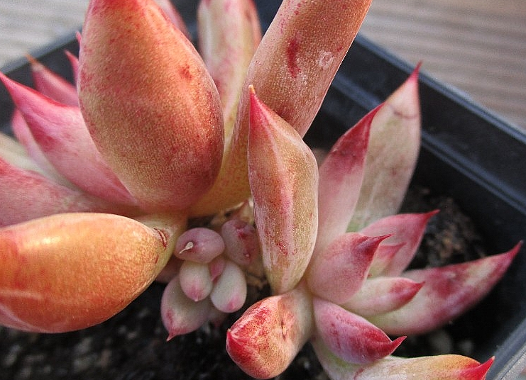 Echeveria Psyche 10 Pieces Seeds