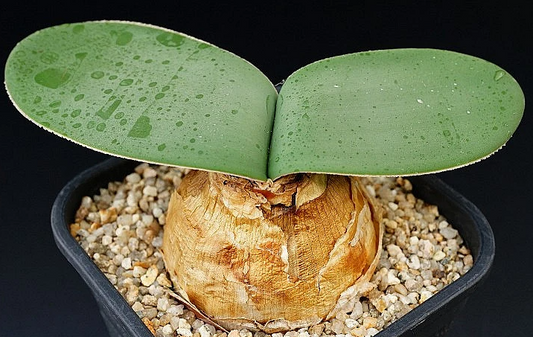 Brunsvigia bosmaniae 4 Pieces Seeds