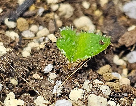 Brunsvigia radula 4 Pieces Seeds