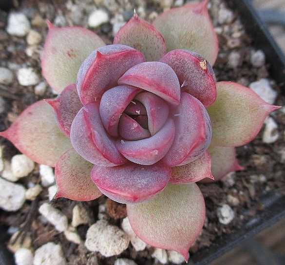 Echeveria Mirine 10 Pieces Seeds
