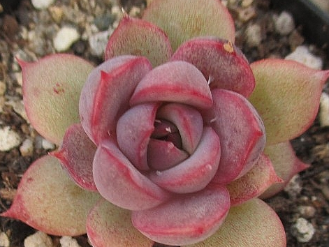 Echeveria Mirine 10 Pieces Seeds