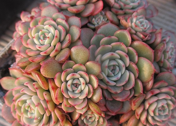 Echeveria Sugar Baby 10 Pieces Seeds