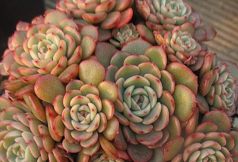 Echeveria Sugar Baby 10 Pieces Seeds