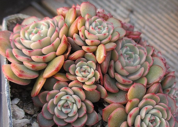 Echeveria Sugar Baby 10 Pieces Seeds