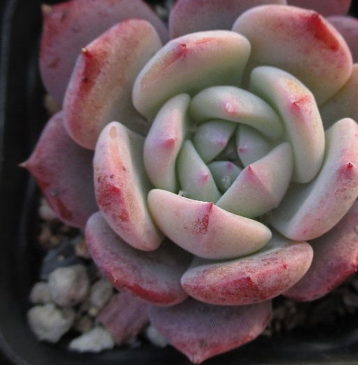 Echeveria Horizon 10 Pieces Seeds