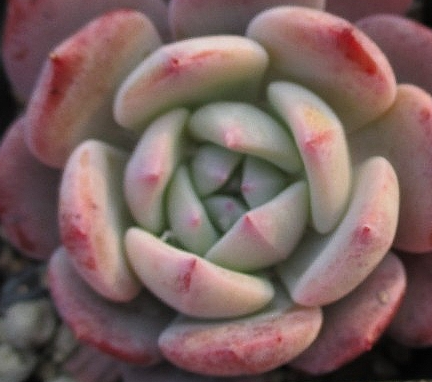 Echeveria Horizon 10 Pieces Seeds