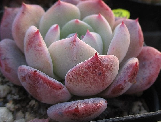 Echeveria Horizon 10 Pieces Seeds