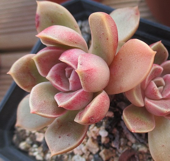 Echeveria Moralbi 10 Pieces Seeds