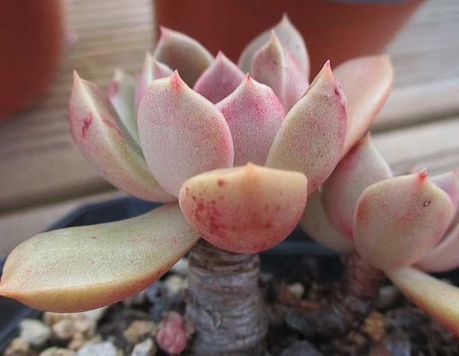 Echeveria Moralbi 10 Pieces Seeds