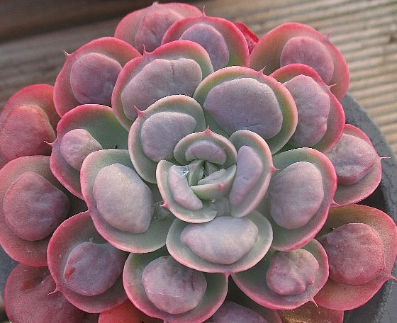 Echeveria Raindrops 10 Pieces Seeds