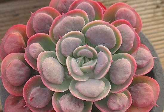 Echeveria Raindrops 10 Pieces Seeds