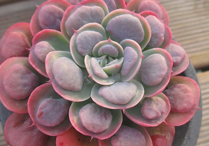 Echeveria Raindrops 10 Pieces Seeds