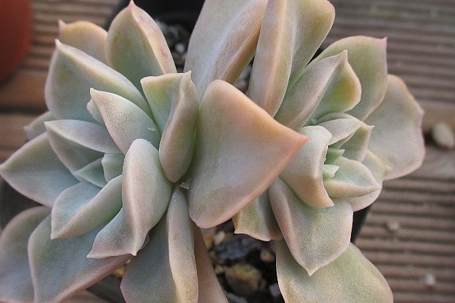 Graptoveria Harry Watson 12 Pieces Seeds