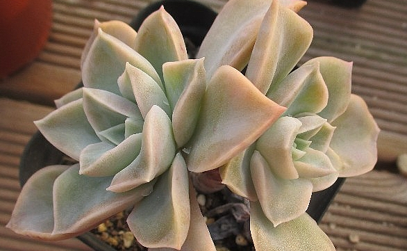 Graptoveria Harry Watson 12 Pieces Seeds