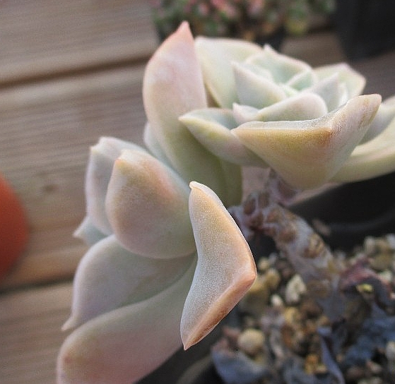 Graptoveria Harry Watson 12 Pieces Seeds