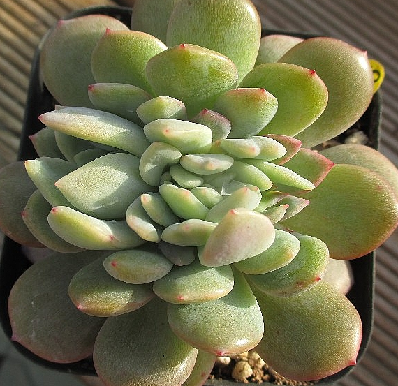 Echeveria Starmark 10 Pieces Seeds
