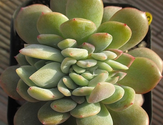 Echeveria Starmark 10 Pieces Seeds
