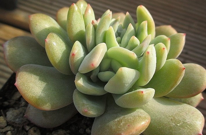 Echeveria Starmark 10 Pieces Seeds
