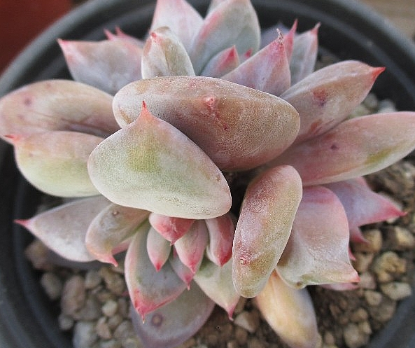Echeveria colorata 10 Pieces Seeds