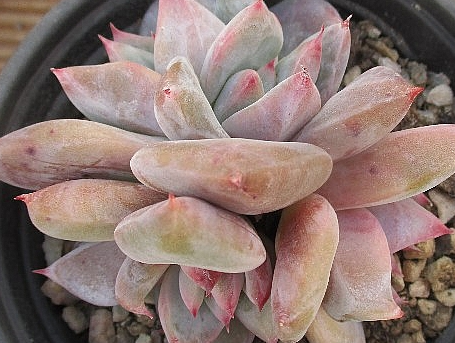 Echeveria colorata 10 Pieces Seeds