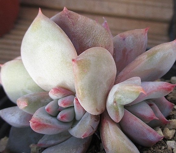 Echeveria colorata 10 Pieces Seeds