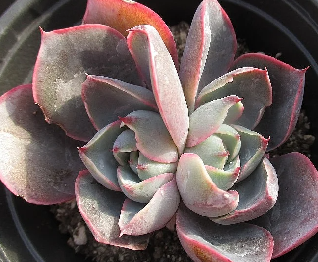 Echeveria Hera 10 Pieces Seeds