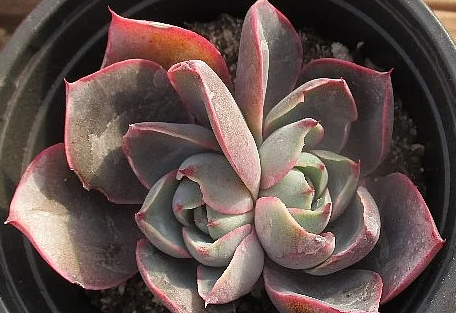 Echeveria Hera 10 Pieces Seeds