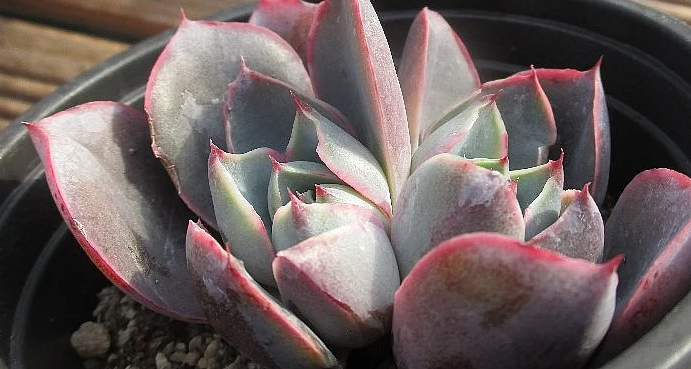 Echeveria Hera 10 Pieces Seeds