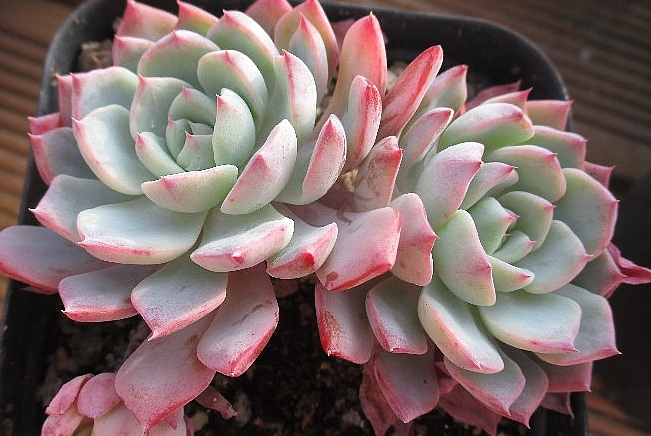 Echeveria Sullen 10 Pieces Seeds