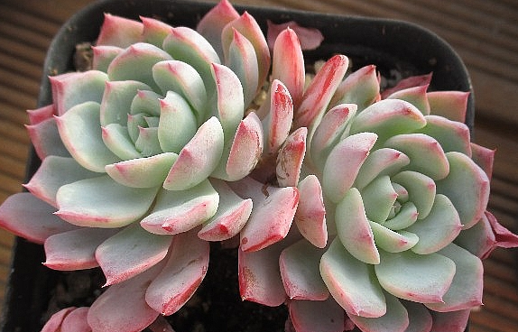 Echeveria Sullen 10 Pieces Seeds