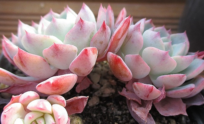 Echeveria Sullen 10 Pieces Seeds