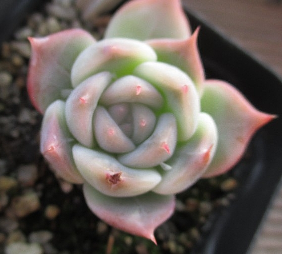 Echeveria Rosanna 10 Pieces Seeds