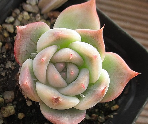 Echeveria Rosanna 10 Pieces Seeds