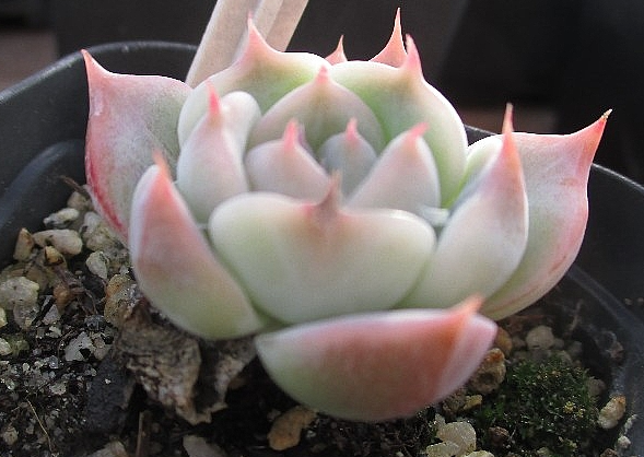 Echeveria Rosanna 10 Pieces Seeds
