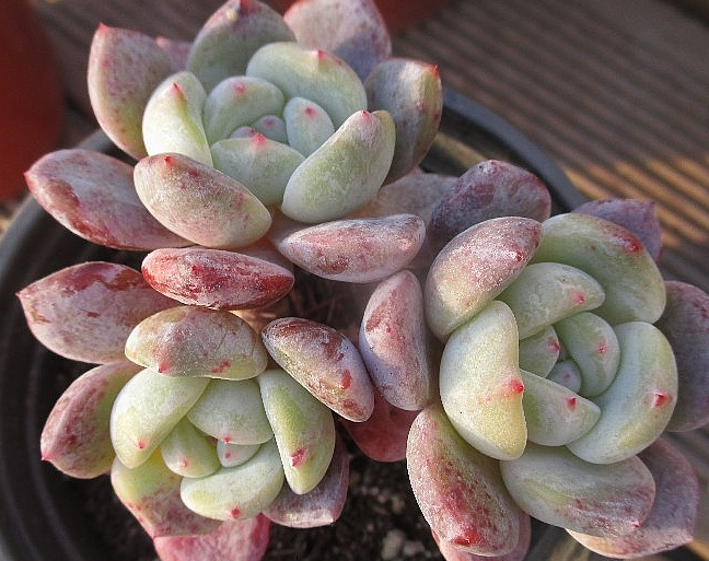 Echeveria Hoshikage 10 Pieces Seeds