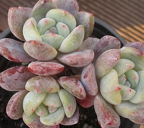 Echeveria Hoshikage 10 Pieces Seeds