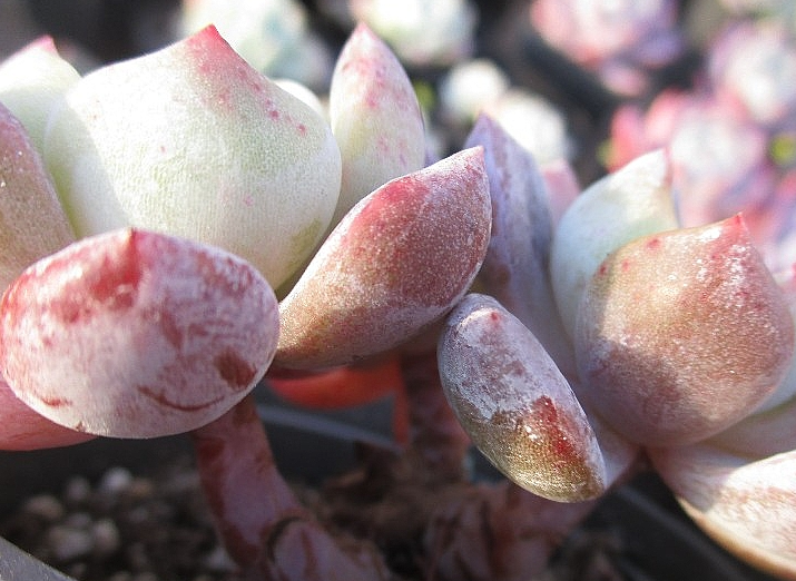 Echeveria Hoshikage 10 Pieces Seeds