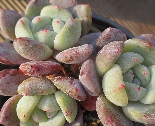 Echeveria Hoshikage 10 Pieces Seeds