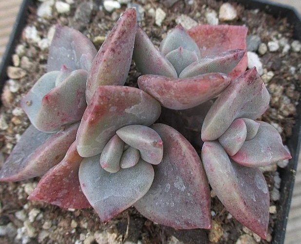 Graptoveria BAINESII 12 Pieces Seeds