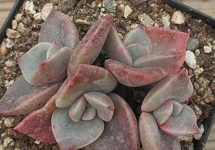 Graptoveria BAINESII 12 Pieces Seeds