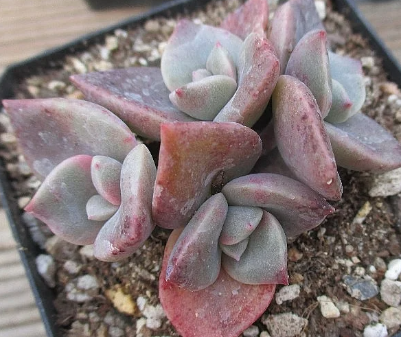Graptoveria BAINESII 12 Pieces Seeds