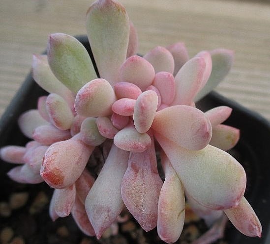 Echeveria cv. AKINOSHIMO 10 Pieces Seeds