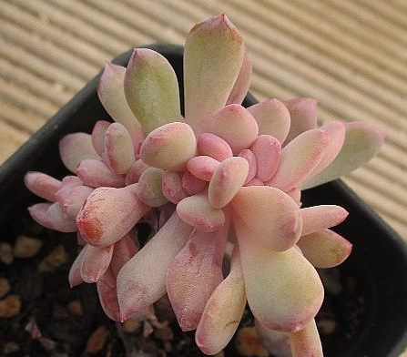 Echeveria cv. AKINOSHIMO 10 Pieces Seeds