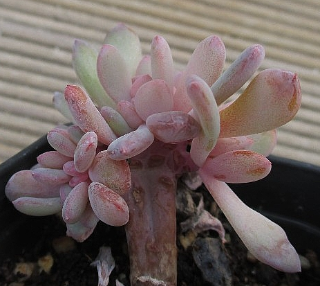 Echeveria cv. AKINOSHIMO 10 Pieces Seeds