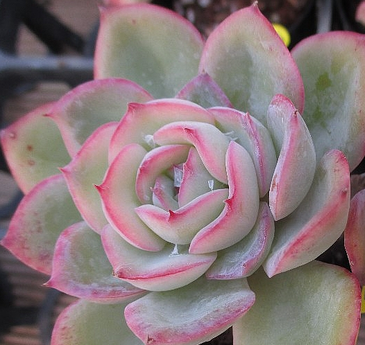 Echeveria Morning Dew 10 Pieces Seeds