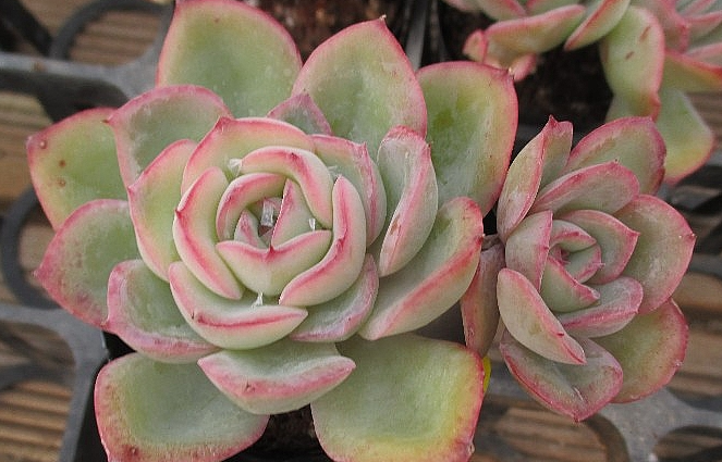Echeveria Morning Dew 10 Pieces Seeds