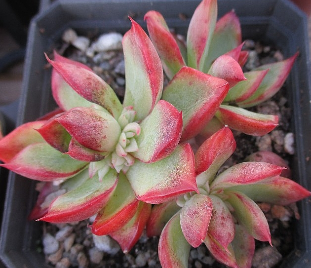 Echeveria Floriditi 10 Pieces Seeds